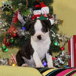 Noel, Boston Terrier Puppy